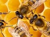 COLDIRETTI made Italy cala meno olio miele