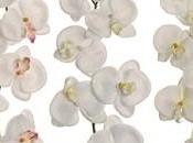 Festa della Donna, l’Orchidea Phalenopsis