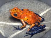 Rane ‘poggiate’ sassi Dendrobate