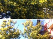 scempio degli alberi mimose. Ecco tutte foto. Arbusti devastati vendere rametti semafori. voi, complici, comprate