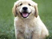 sai, tutto quello piace cane