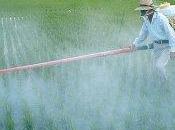 Pesticidi: residui limiti degli alimenti