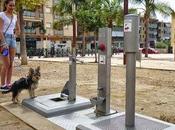 Toilette Cani Parco spagnolo