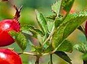 Elisir Bacche Rosa Canina Tosse