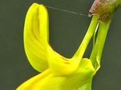 Giallo come Ginestra...selvatica.