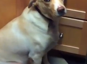 Cani colpevoli beccati padroni: reazioni divertenti (VIDEO)