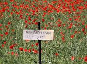 silenzio dentro acquerello: fioritura Castelluccio Norcia