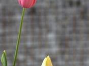 nostri primi tulipani