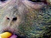 L'animale ridicolo