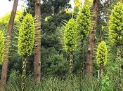 Terrore delle Pecore, Puya Chilensis