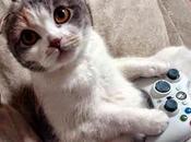 Forma della Testa Gatto svela Carattere