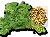 Coriandolo: buoni motivi introdurlo nella propria Dieta