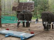 elefanti sono astuti sanno cooperare