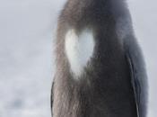 pinguino innamorato
