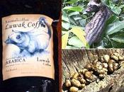 segreto caffè Kopi Luwak: escrementi