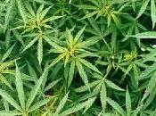 Marijuana sintetica. governatore dello stato York Andrew Cuomo lancia l’allarme