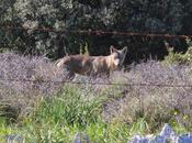 FOTO: Fotografato altro lupo Gargano aprile 2015