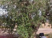 Come olivi trapiantati marciapiedi terreno incapsulato coperture impermeabili anni sono vivi vegeti producono ogni anno?