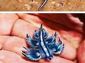 Glaucus Atlanticus- Blue Dragon
