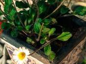 Idee giardino fragole