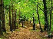 PAVIA. palo frasca" Festival arte, cultura ambiente