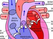 Animazione ciclo cardiaco