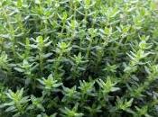 Tagliatelle Timo Zucchine Fritte: profumo erbe aromatiche