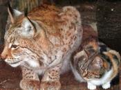 Gatto rubacchia nello diventa amico lince