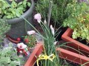 Pappardelle salmone erba cipollina: primi fiori