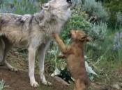 Curiosità: Perché alcuni canidi ululano?