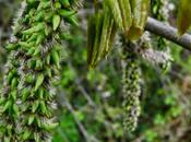 Proteggere propria sensitività, Aspen fiore Bach