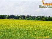 colza della tenuta Varramista