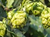 luppolo, grappa, digestioni difficili, contro dolori nevralgici, l'insonnia