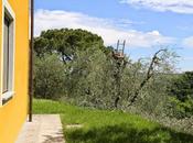 potatura degli olivi