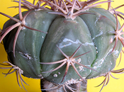 Echinocactus infestato dalla cocciniglia