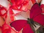 MAGGIO CORAGGIO.....Costantino Posa