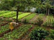 Agricoltura sostenibile: ecco sette proposte Greenpeace