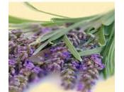 Spaghetti Carciofi Lavanda