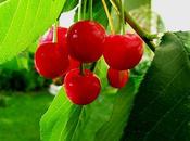 Marenata (sciroppo amarene)