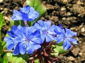 Riacquistare fiducia stessi: Cerato Piombaggine, fiore Bach