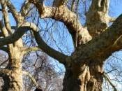 comune Luino censisce alberi monumentali territorio. cerca collaborazione cittadini