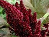 Riscoprire l'Amaranto nostra alimentazione