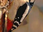 PAVIA. Garzaie della provincia Pavia riaprono domenica giugno