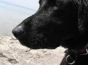 Crudeltà sugli animali. Orrore indignazione foto ritrae cane muso nastrato. Potrebbe perdere lingua