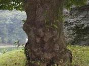 Antiche streghe Crana