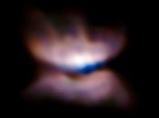 nascita farfalla celeste