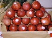 Dalla Melannurca farmaci capaci combattere calvizie colesterolo