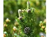 Excursus macerati glicerici, Pino mugo, Ribes nigrum