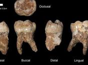Denti preistorici sorprese Israele