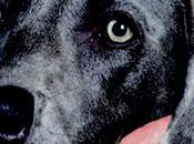 AMATO IMMORTALE Meglio cane saggio Gian Piero Quaglino